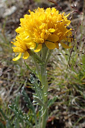 Senecio incanus subsp. carniolicus \ Krainer Greiskraut / Carniolan Ragwort, A Wölzer Tauern, Kleiner Zinken 24.7.2021