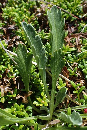 Senecio incanus subsp. carniolicus \ Krainer Greiskraut / Carniolan Ragwort, A Wölzer Tauern, Kleiner Zinken 24.7.2021