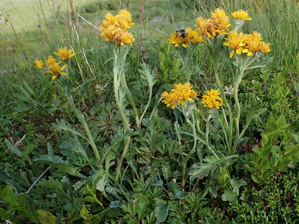 Senecio incanus subsp. carniolicus \ Krainer Greiskraut / Carniolan Ragwort, A Niedere Tauern, Sölk-Pass 26.7.2021