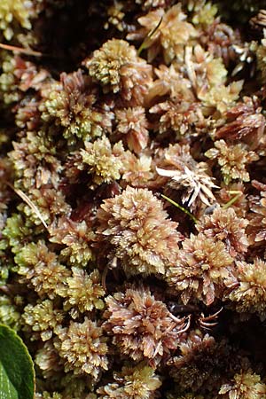 Sphagnum compactum \ Dichtes Torfmoos, Dichtes Bleichmoos / Compact Bog Moss, A Niedere Tauern, S&ouml;lk-Pass 26.7.2021