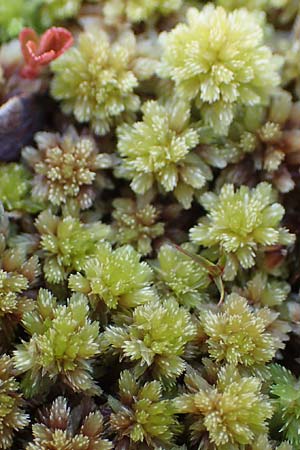 Sphagnum compactum \ Dichtes Torfmoos, Dichtes Bleichmoos / Compact Bog Moss, A Niedere Tauern, S&ouml;lk-Pass 26.7.2021