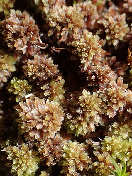 Sphagnum compactum \ Dichtes Torfmoos, Dichtes Bleichmoos / Compact Bog Moss, A Niedere Tauern, S&ouml;lk-Pass 26.7.2021