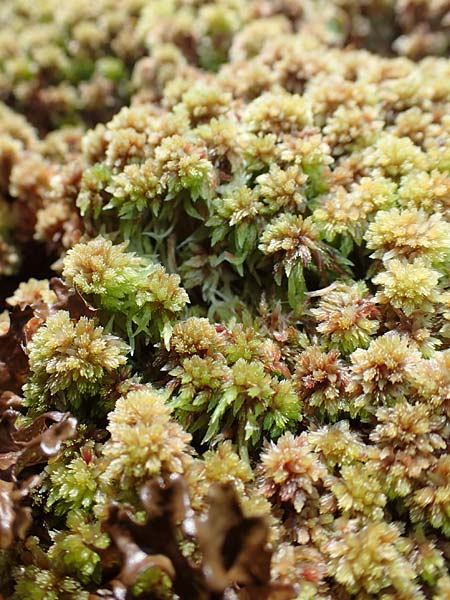 Sphagnum compactum \ Dichtes Torfmoos, Dichtes Bleichmoos / Compact Bog Moss, A Niedere Tauern, S&ouml;lk-Pass 26.7.2021