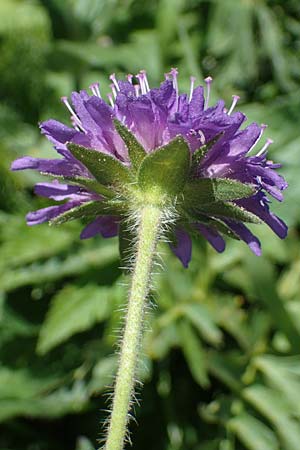 Knautia drymeia subsp. drymeia \ Ungarische Witwenblume, Balkan-Witwenblume / Hungarian Widow Flower, A Eisenerzer Reichenstein 28.7.2021