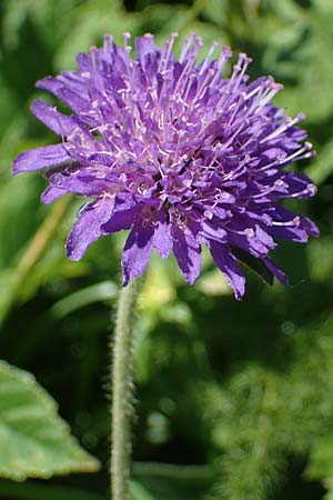 Knautia drymeia subsp. drymeia \ Ungarische Witwenblume, Balkan-Witwenblume / Hungarian Widow Flower, A Eisenerzer Reichenstein 28.7.2021