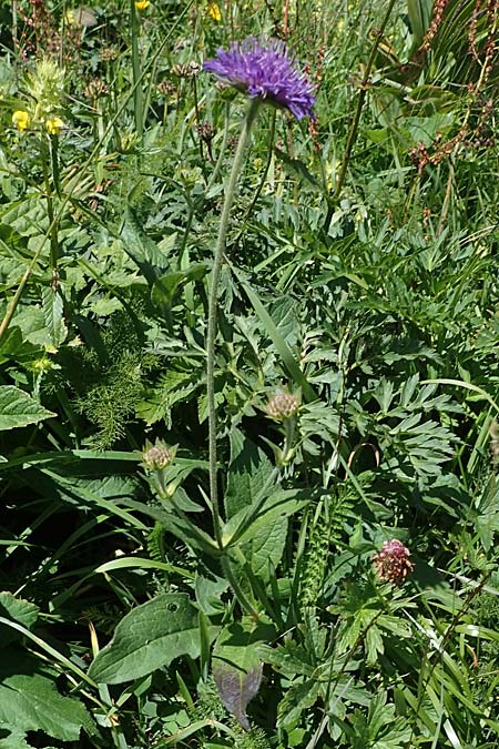 Knautia drymeia subsp. drymeia \ Ungarische Witwenblume, Balkan-Witwenblume / Hungarian Widow Flower, A Eisenerzer Reichenstein 28.7.2021