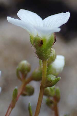 Saxifraga caesia \ Blaugrner Steinbrech / Grey Saxifrage, A Eisenerzer Reichenstein 28.7.2021