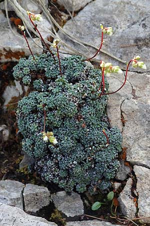 Saxifraga caesia \ Blaugrner Steinbrech / Grey Saxifrage, A Eisenerzer Reichenstein 28.7.2021