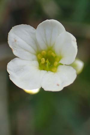 Saxifraga caesia \ Blaugrner Steinbrech / Grey Saxifrage, A Eisenerzer Reichenstein 28.7.2021
