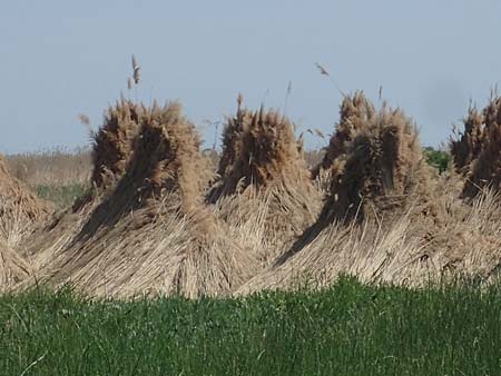 Phragmites australis \ Schilf / Common Reed, A Mörbisch 11.5.2022