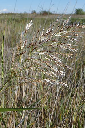 Phragmites australis \ Schilf / Common Reed, A Seewinkel, Apetlon 23.9.2022