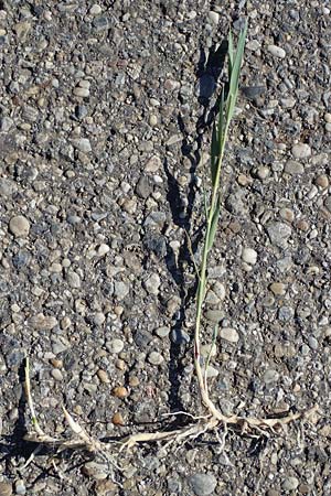 Phragmites australis \ Schilf / Common Reed, A Seewinkel, Apetlon 23.9.2022