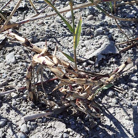 Phragmites australis \ Schilf / Common Reed, A Seewinkel, Apetlon 23.9.2022