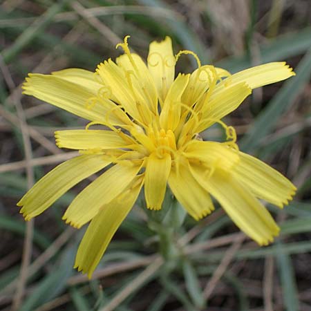 Scorzonera austriaca \ sterreichische Schwarzwurzel / Austrian Viper's Grass, A Hainburg 25.9.2022