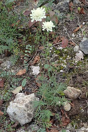Scabiosa ochroleuca \ Gelbe Skabiose / Yellow Scabious, A Hainburg 25.9.2022