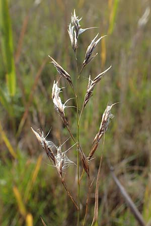 Phragmites australis \ Schilf / Common Reed, A Seewinkel, Apetlon 26.9.2022