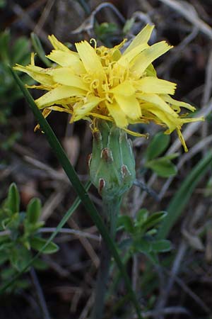 Scorzonera austriaca \ sterreichische Schwarzwurzel / Austrian Viper's Grass, A Hainburg 3.4.2023