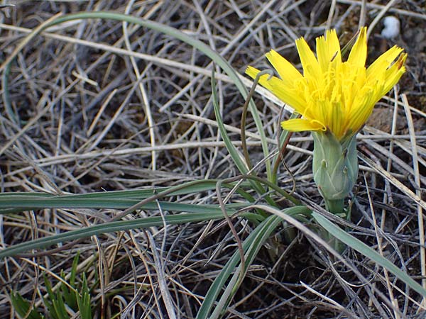 Scorzonera austriaca \ sterreichische Schwarzwurzel / Austrian Viper's Grass, A Hainburg 3.4.2023