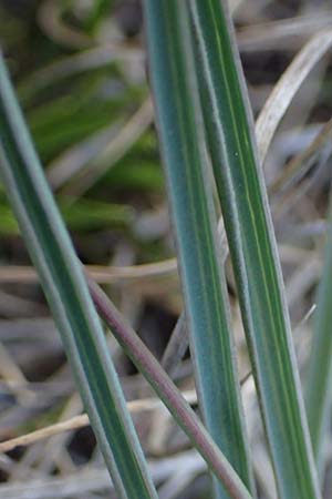 Scorzonera austriaca \ sterreichische Schwarzwurzel / Austrian Viper's Grass, A Hainburg 3.4.2023
