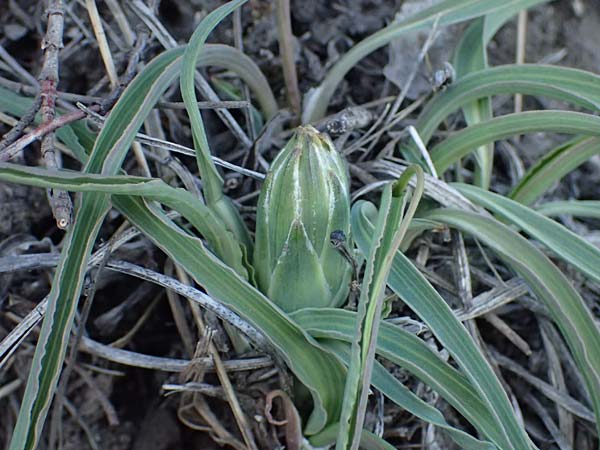 Scorzonera austriaca \ sterreichische Schwarzwurzel / Austrian Viper's Grass, A Hainburg 3.4.2023