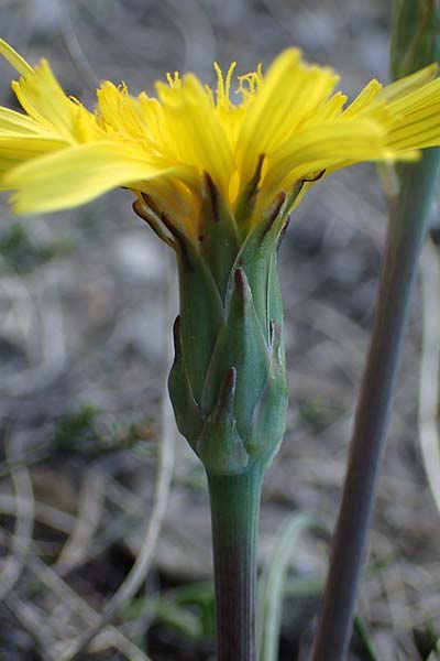 Scorzonera austriaca \ sterreichische Schwarzwurzel / Austrian Viper's Grass, A Hainburg 3.4.2023