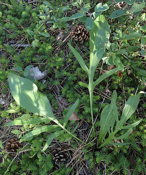 Centaurea sadleriana \ Sadler-Flockenblume / Sadler's Knapweed, A Bad Vöslau 7.7.2023