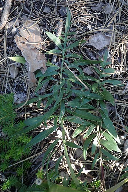 Centaurea sadleriana \ Sadler-Flockenblume / Sadler's Knapweed, A Bad Vöslau 7.7.2023