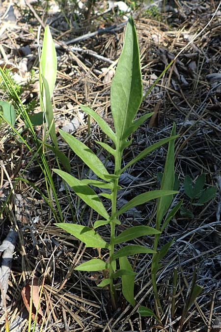 Centaurea sadleriana \ Sadler-Flockenblume / Sadler's Knapweed, A Bad Vöslau 7.7.2023