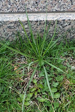 Scorzonera cana \ Jacquins Schwarzwurzel, Graue Schwarzwurzel / Jacquin's Viper's Grass, A Hainburg 7.3.2024
