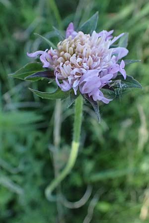 Knautia arvensis \ Acker-Witwenblume / Field Scabious, A Seewinkel, Apetlon 10.5.2025