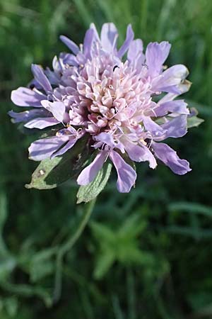 Knautia arvensis \ Acker-Witwenblume / Field Scabious, A Seewinkel, Apetlon 10.5.2025