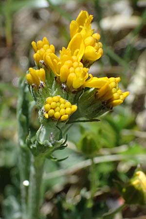 Senecio incanus subsp. carniolicus \ Krainer Greiskraut / Carniolan Ragwort, A Bad Gastein 29.6.2025
