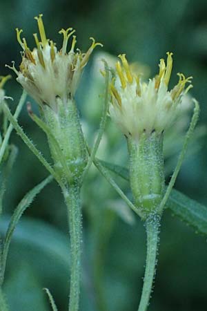 Senecio hercynicus \ Hain-Greiskraut, Harz-Greiskraut / Mountain Woundwort, A Kolm Saigurn 2.7.2025