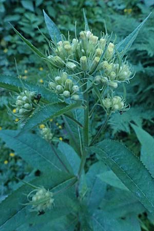 Senecio hercynicus \ Hain-Greiskraut, Harz-Greiskraut / Mountain Woundwort, A Kolm Saigurn 2.7.2025