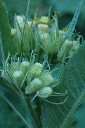 Senecio hercynicus \ Hain-Greiskraut, Harz-Greiskraut / Mountain Woundwort, A Kolm Saigurn 2.7.2025