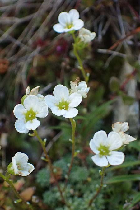 Saxifraga caesia \ Blaugrner Steinbrech / Grey Saxifrage, A Großglockner 11.8.2025