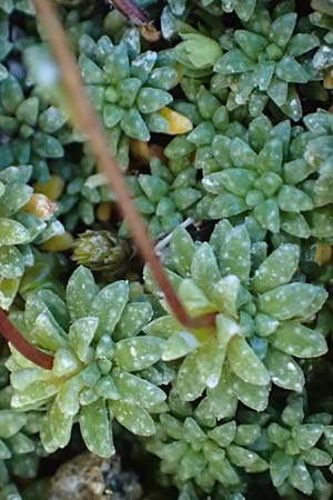 Saxifraga caesia \ Blaugrner Steinbrech / Grey Saxifrage, A Großglockner 11.8.2025