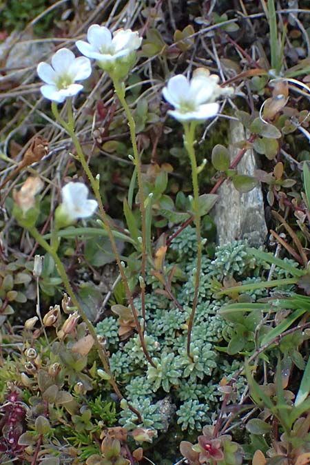 Saxifraga caesia \ Blaugrner Steinbrech / Grey Saxifrage, A Großglockner 11.8.2025