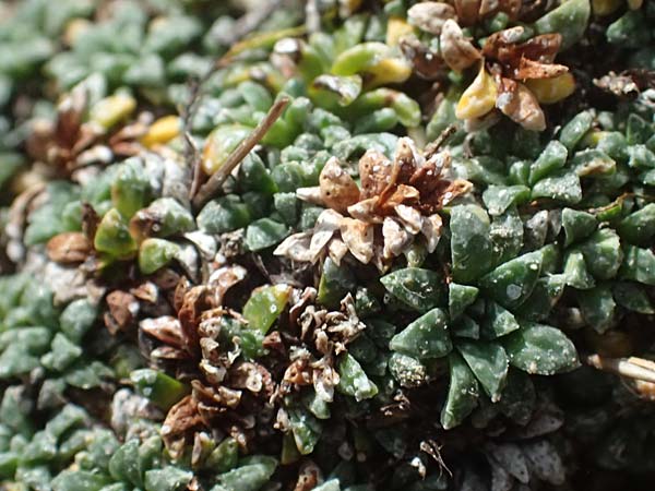 Saxifraga caesia \ Blaugrner Steinbrech / Grey Saxifrage, A Großglockner 11.8.2025