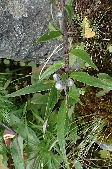 Saussurea alpina \ Alpenscharte, A Gro&szlig;glockner 11.8.2025
