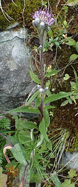 Saussurea alpina \ Alpenscharte, A Gro&szlig;glockner 11.8.2025