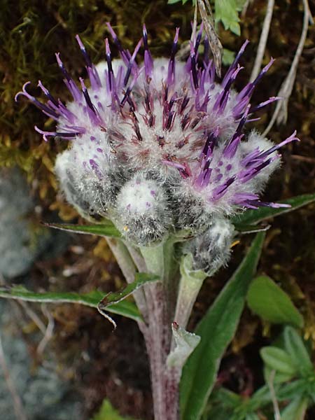Saussurea alpina \ Alpenscharte, A Gro&szlig;glockner 11.8.2025