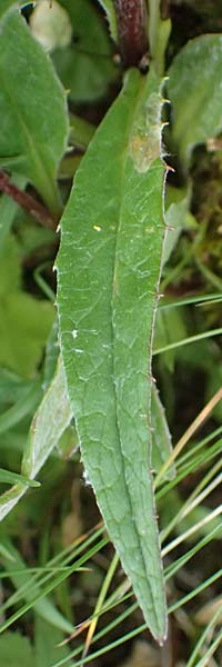 Saussurea alpina \ Alpenscharte, A Gro&szlig;glockner 11.8.2025