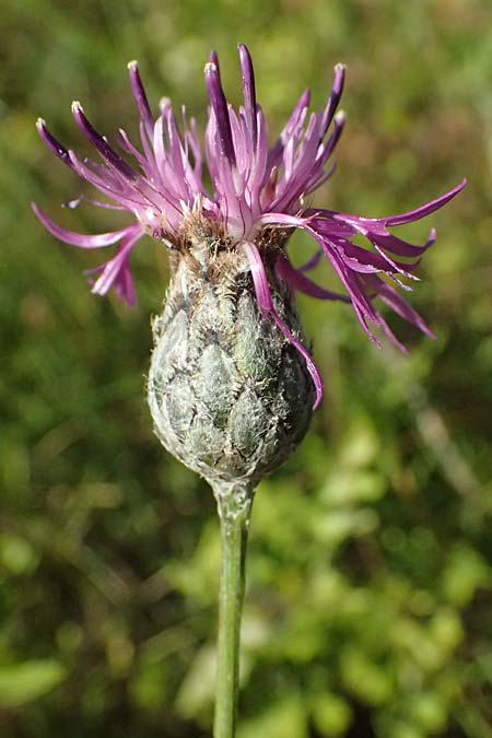 Centaurea scabiosa subsp. badensis \ Badener Skabiosen-Flockenblume / Baden Knapweed, A Bisamberg 12.8.2025