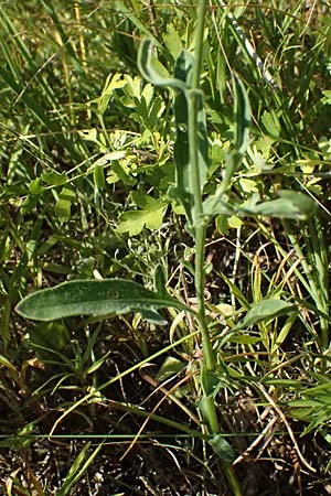 Centaurea scabiosa subsp. badensis \ Badener Skabiosen-Flockenblume / Baden Knapweed, A Bisamberg 12.8.2025