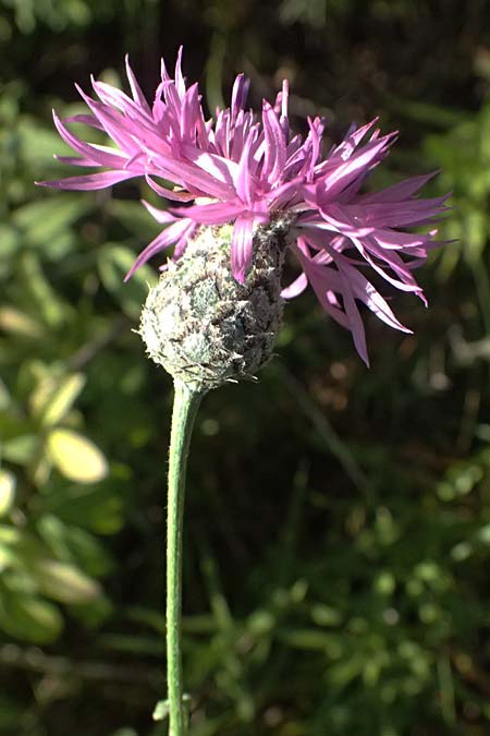 Centaurea scabiosa subsp. badensis \ Badener Skabiosen-Flockenblume / Baden Knapweed, A Bisamberg 12.8.2025