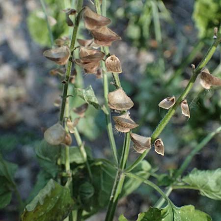 Scutellaria altissima \ Hohes Helmkraut / Tall Skullcap, A Bisamberg 15.8.2026
