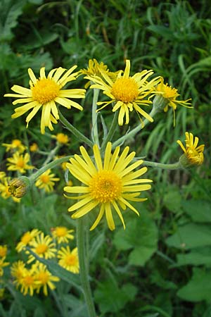 Tephroseris tenuifolia \ Lger-Greiskraut, Schweizer Aschenkraut / Groundsel, A Kärnten/Carinthia, Hochobir 1.7.2010