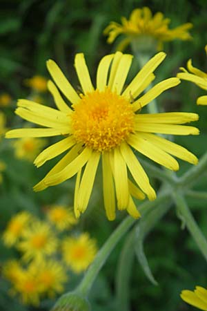 Tephroseris tenuifolia \ Lger-Greiskraut, Schweizer Aschenkraut / Groundsel, A Kärnten/Carinthia, Hochobir 1.7.2010