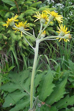 Tephroseris tenuifolia \ Lger-Greiskraut, Schweizer Aschenkraut / Groundsel, A Kärnten/Carinthia, Hochobir 1.7.2010